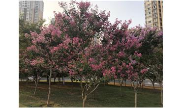 夏秋季節，錫城首次驚現紫薇花開美景